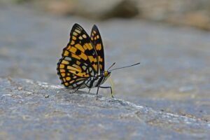 Reinigungskraft (m/w/d) für eine Teilzeitstelle am Nachmittag für ein Objekt in 09623 Frauensteingesucht