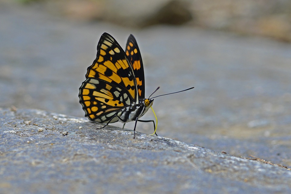Reinigungskraft (m/w/d) für eine Teilzeitstelle am Nachmittag für ein Objekt in 09623 Frauensteingesucht